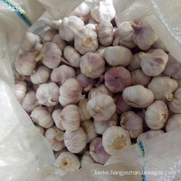 High Quality Bulk Garlic Hot Sales